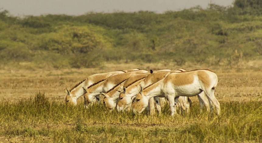 Ghudrikhar Sanctuary of Gujarat.