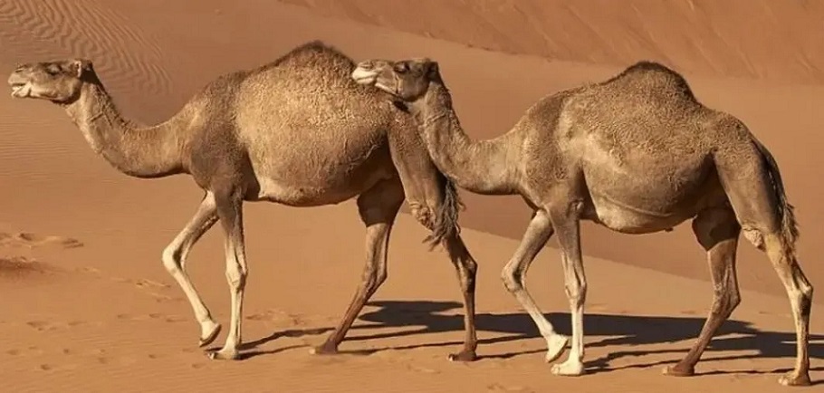 camel