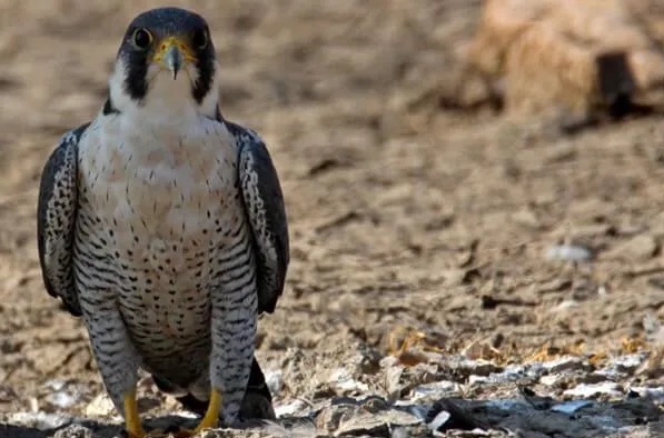 eagle nest wildlife sanctuary