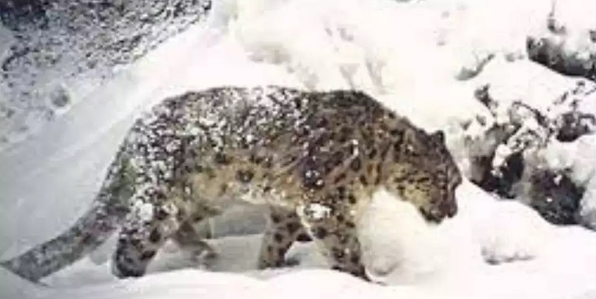 snow leopard in kamlang wildlife sanctuary