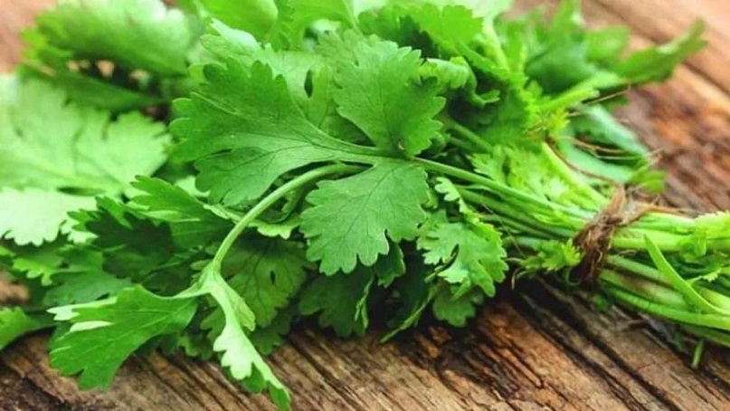 Coriander leaves