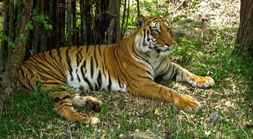 bannerghatta biological park