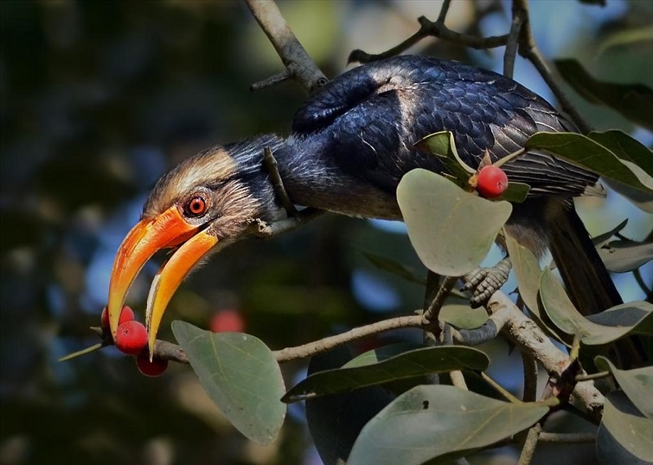 dandeli wildlife sanctuary