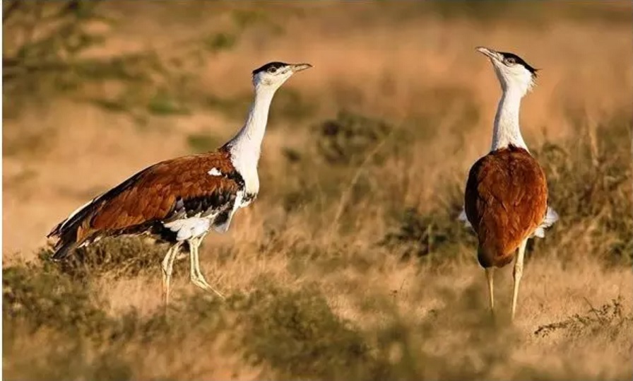 great indian bustard