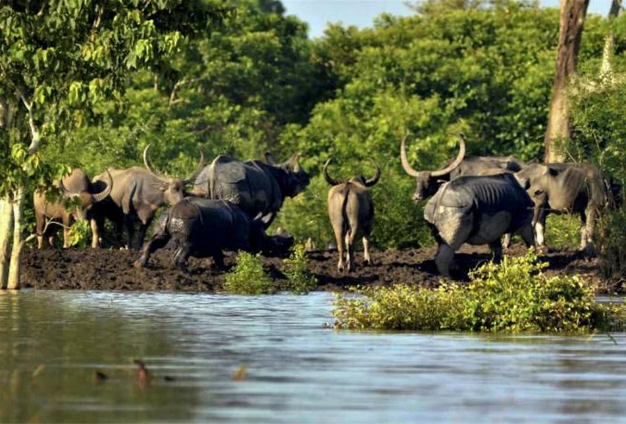 kaziranga national park