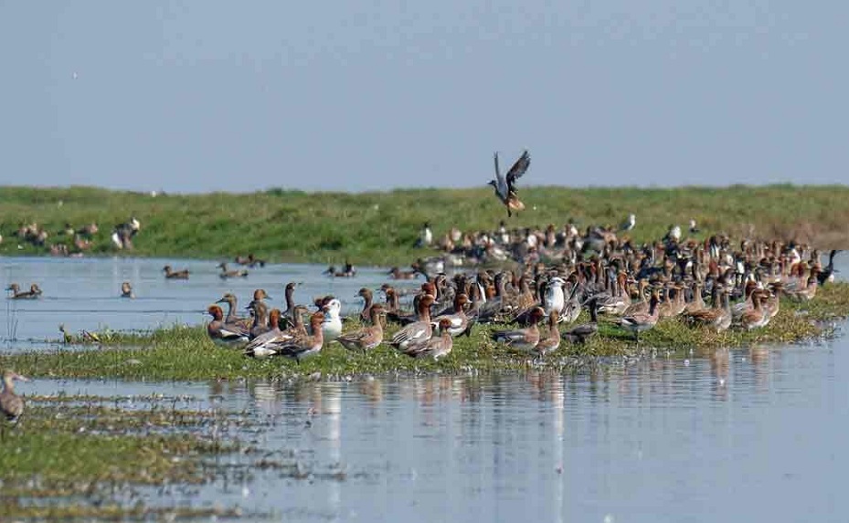 nalban bird sanctuary