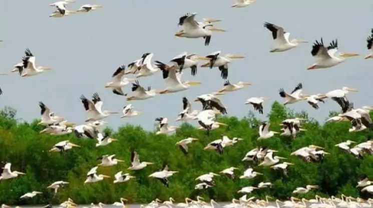 udhwa bird sanctuary