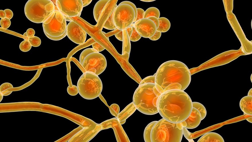 candida fungus