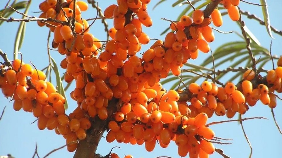 sea buckthorn i.e. wonder berry