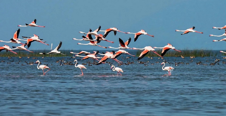 mangalajodi (chilka lake) bird sanctuary.