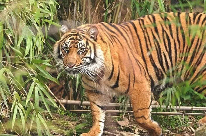 tiger roaming in someshwar wildlife sanctuary.