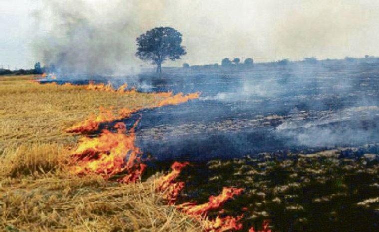 stubble burnt in the field.