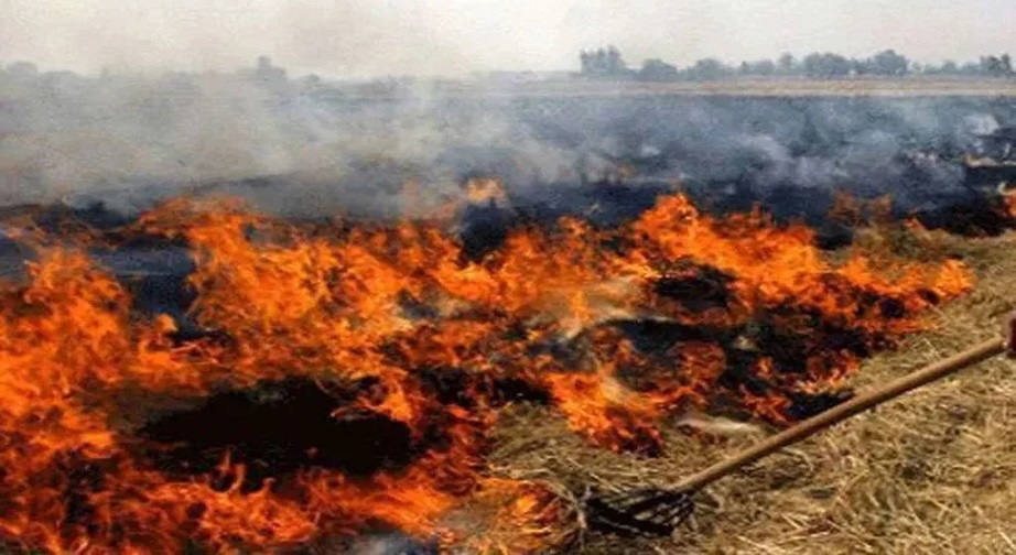 burning stubble in the field,