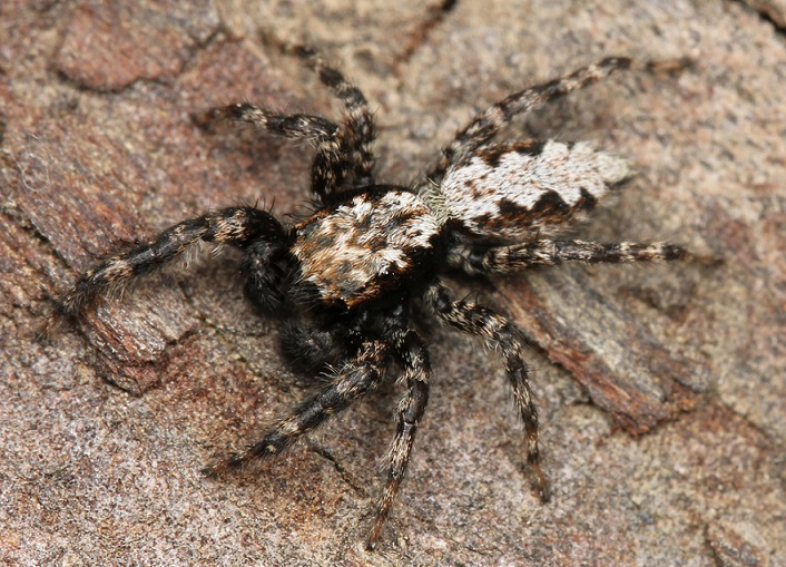 “okinavicius tekdi” spider found in pune city.