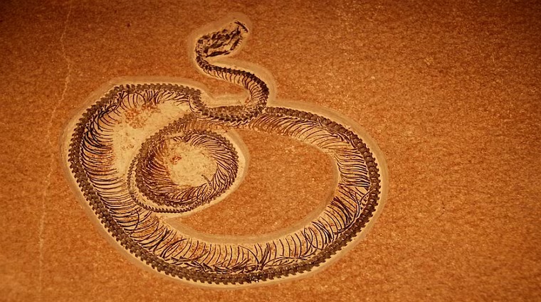 vasuki indicus snake